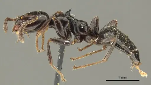 Myrmelachista mayri specimen CASENT0915741 image casent0915741_3