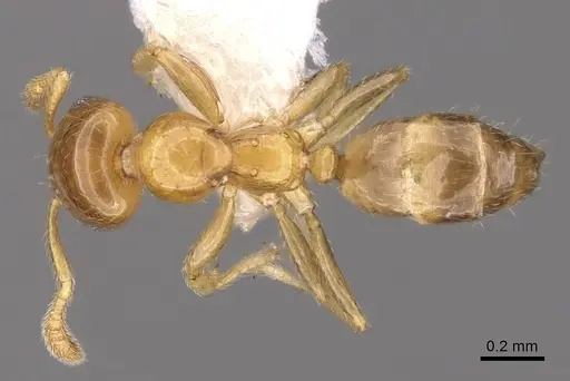 Myrmelachista meganaranja specimen CASENT0280548 image casent0280548_1