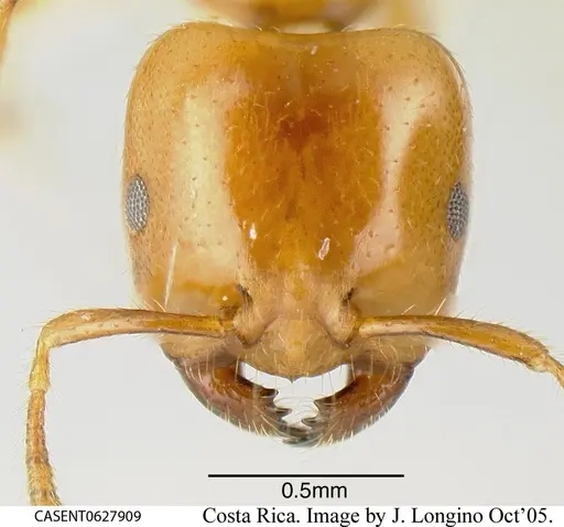 Myrmelachista meganaranja specimen CASENT0627909 image casent0627909_1