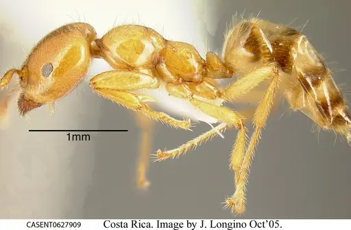 Myrmelachista meganaranja specimen CASENT0627909 image casent0627909_2
