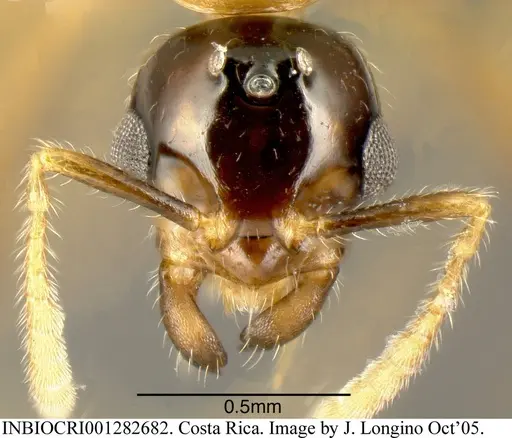 Myrmelachista meganaranja specimen INBIOCRI001282682 image inbiocri001282682_1