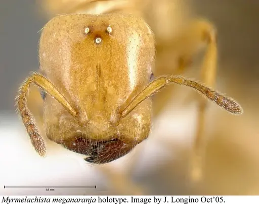 Myrmelachista meganaranja specimen JTLC000006225 image jtlc000006225_1