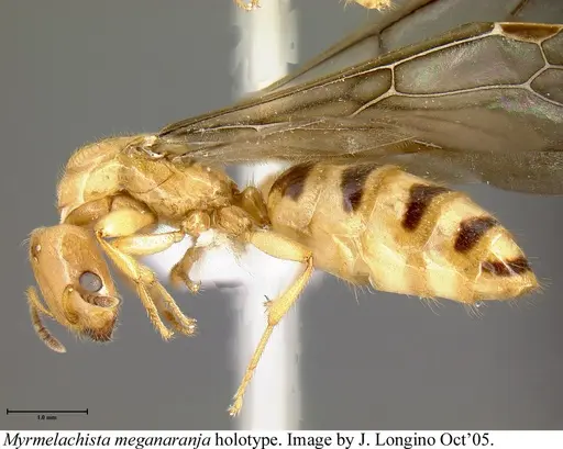 Myrmelachista meganaranja specimen JTLC000006225 image jtlc000006225_2