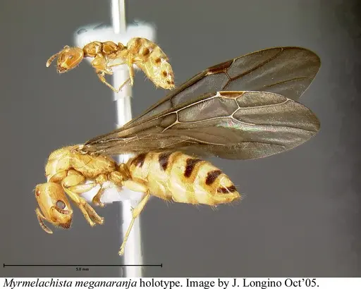 Myrmelachista meganaranja specimen JTLC000006225 image jtlc000006225_3