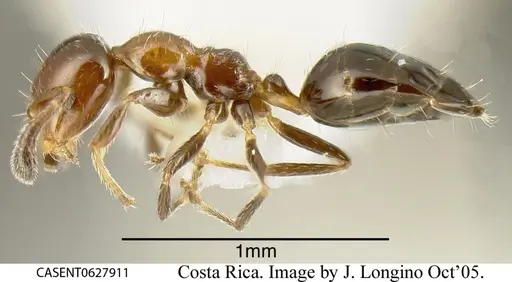 Myrmelachista mexicana specimen CASENT0627911 image casent0627911_2