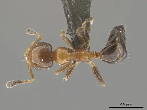 Myrmelachista mexicana specimen CASENT0652290 image casent0652290_1