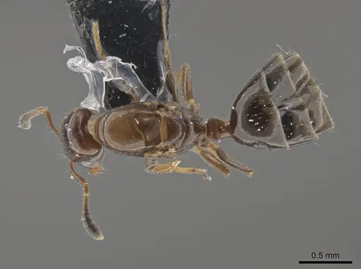 Myrmelachista mexicana specimen CASENT0652291 image casent0652291_1