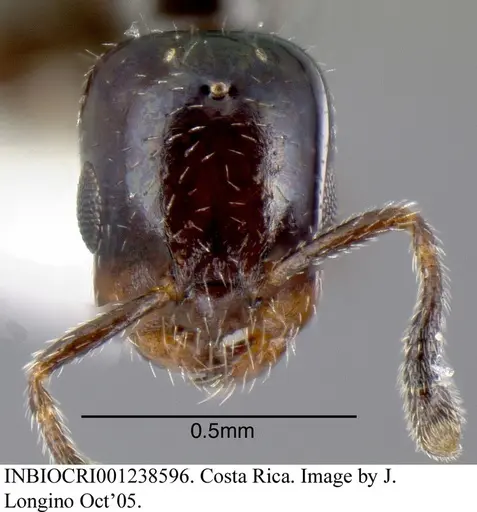 Myrmelachista mexicana specimen INBIOCRI001238596 image inbiocri001238596_1