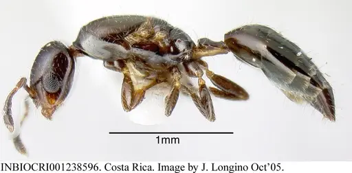 Myrmelachista mexicana specimen INBIOCRI001238596 image inbiocri001238596_2