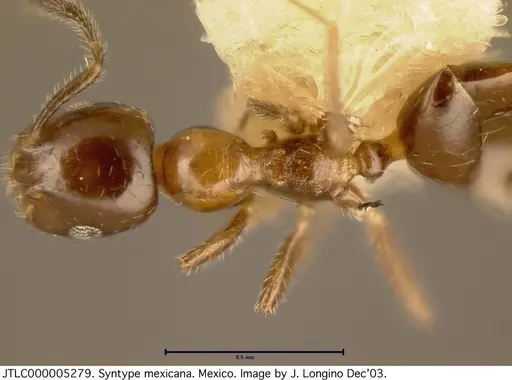 Myrmelachista mexicana specimen JTLC000005279 image jtlc000005279_1