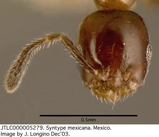 Myrmelachista mexicana specimen JTLC000005279 image jtlc000005279_2