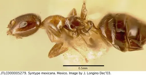 Myrmelachista mexicana specimen JTLC000005279 image jtlc000005279_3