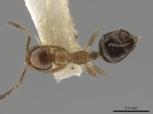 Myrmelachista mexicana specimen MZSP70909 image mzsp70909_1