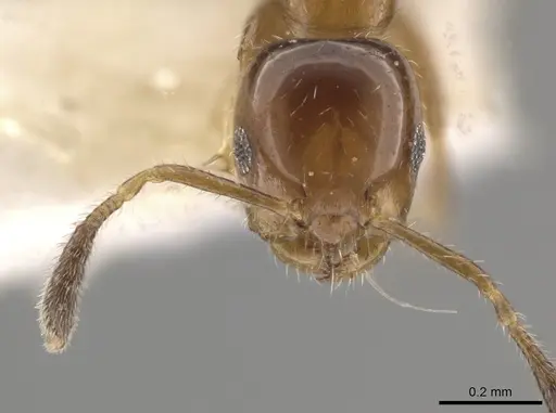 Myrmelachista mexicana specimen MZSP70909 image mzsp70909_2