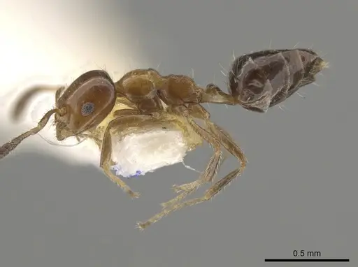 Myrmelachista mexicana specimen MZSP70909 image mzsp70909_3