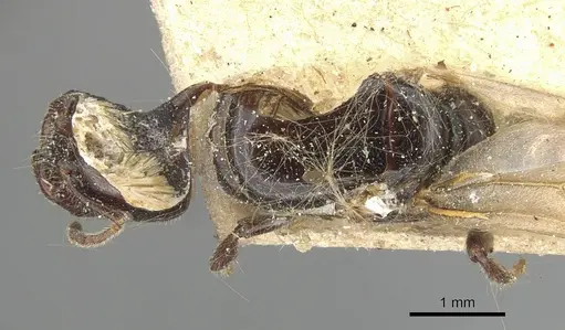 Myrmelachista muelleri specimen CASENT0909923 image casent0909923_1