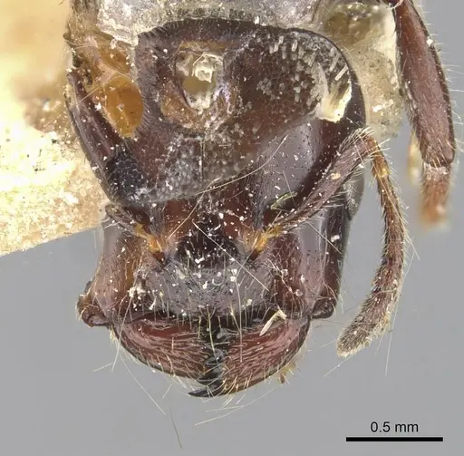 Myrmelachista muelleri specimen CASENT0909923 image casent0909923_2