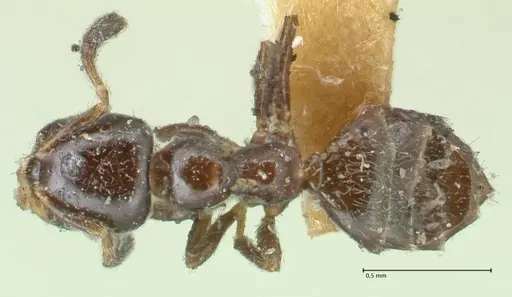 Myrmelachista nigella specimen FOCOL2233 image focol2233_1