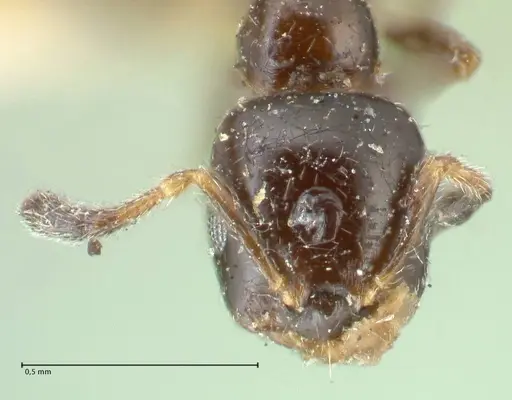 Myrmelachista nigella specimen FOCOL2233 image focol2233_2