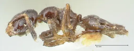 Myrmelachista nigella specimen FOCOL2233 image focol2233_3