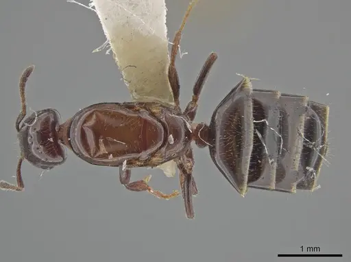 Myrmelachista nigella specimen JTLC000002851 image jtlc000002851_1