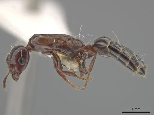 Myrmelachista nigella specimen JTLC000002851 image jtlc000002851_3