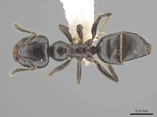 Myrmelachista nigella specimen JTLC000015126 image jtlc000015126_1