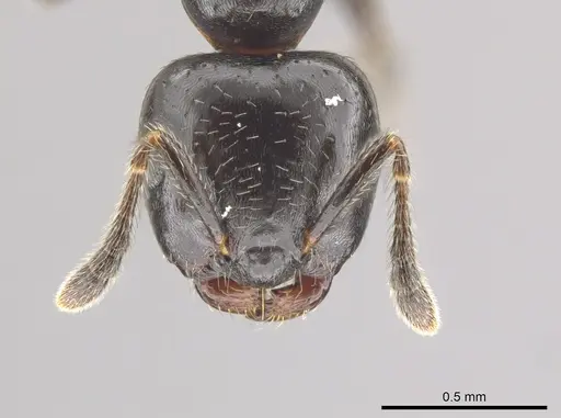 Myrmelachista nigella specimen JTLC000015126 image jtlc000015126_2