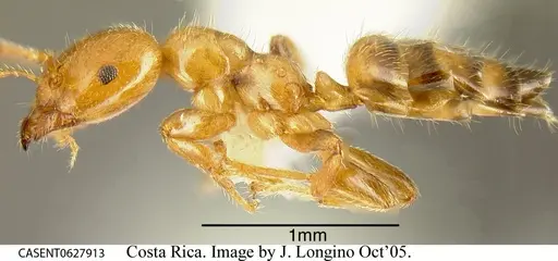 Myrmelachista nigrocotea specimen CASENT0627913 image casent0627913_2