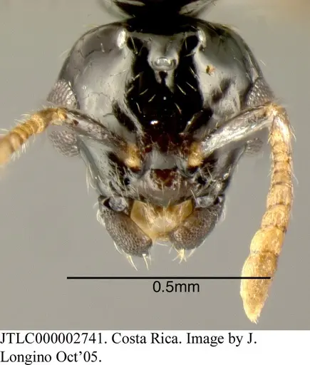 Myrmelachista nigrocotea specimen JTLC000002741 image jtlc000002741_1