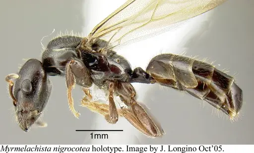 Myrmelachista nigrocotea specimen JTLC000006186 image jtlc000006186_2