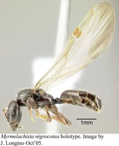 Myrmelachista nigrocotea specimen JTLC000006186 image jtlc000006186_3