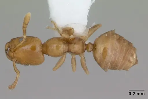 Myrmelachista nodigera specimen CASENT0173488 image casent0173488_1