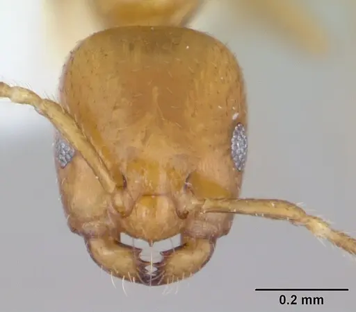 Myrmelachista nodigera specimen CASENT0173488 image casent0173488_2