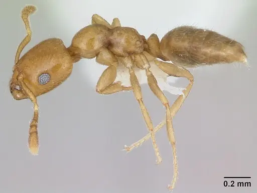 Myrmelachista nodigera specimen CASENT0173488 image casent0173488_3
