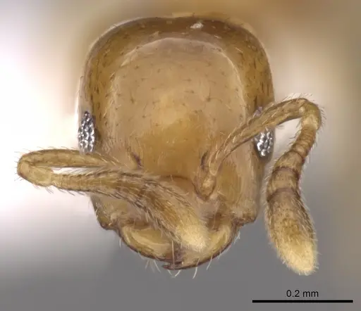 Myrmelachista nodigera specimen CASENT0280549 image casent0280549_2