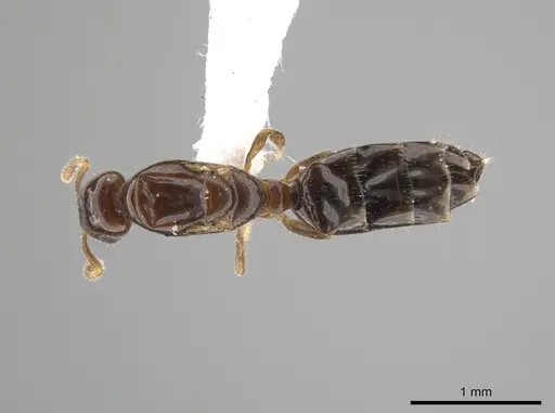 Myrmelachista nodigera specimen CASENT0647176 image casent0647176_1