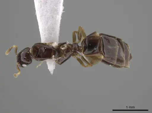 Myrmelachista nodigera specimen CASENT0647238 image casent0647238_1