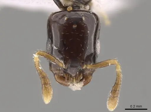 Myrmelachista nodigera specimen CASENT0647238 image casent0647238_2