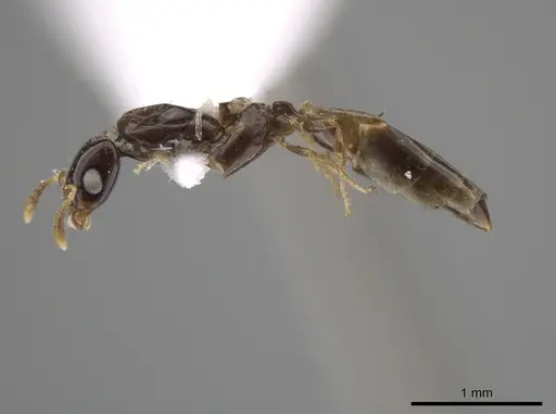 Myrmelachista nodigera specimen CASENT0647238 image casent0647238_3