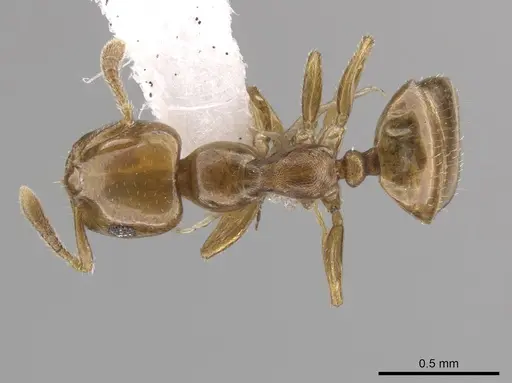 Myrmelachista nodigera specimen CASENT0647425 image casent0647425_1