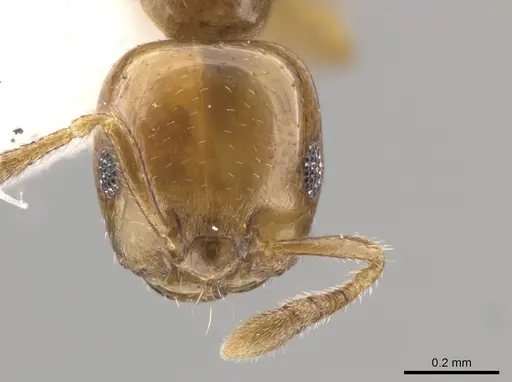 Myrmelachista nodigera specimen CASENT0647425 image casent0647425_2