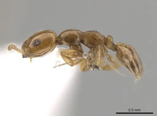 Myrmelachista nodigera specimen CASENT0647425 image casent0647425_3