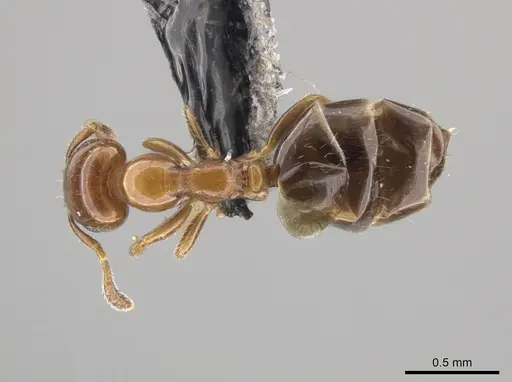 Myrmelachista nodigera specimen CASENT0652261 image casent0652261_1