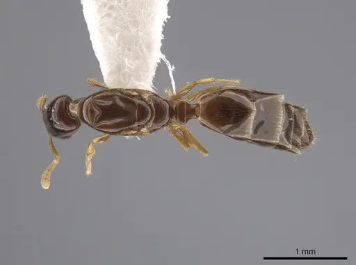 Myrmelachista nodigera specimen CASENT0654003 image casent0654003_1