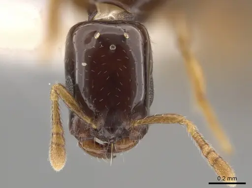 Myrmelachista nodigera specimen CASENT0654003 image casent0654003_2