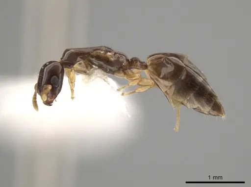 Myrmelachista nodigera specimen CASENT0654003 image casent0654003_3