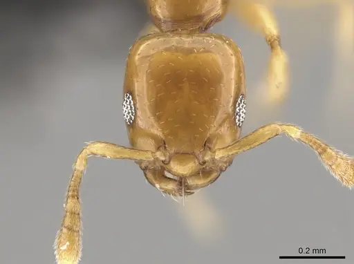 Myrmelachista nodigera specimen CASENT0654213 image casent0654213_2