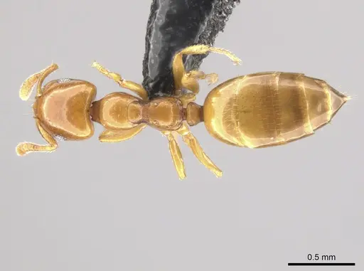 Myrmelachista nodigera specimen CASENT0654215 image casent0654215_1