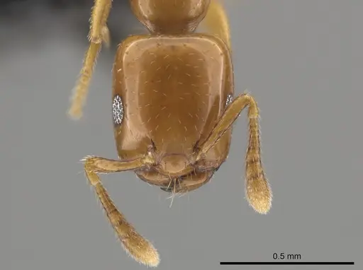 Myrmelachista nodigera specimen CASENT0654215 image casent0654215_2